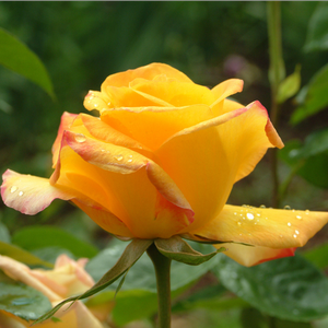 Bladożółty - róża wielkokwiatowa - Hybrid Tea